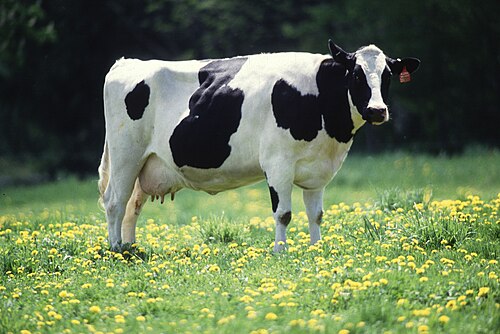 Farm