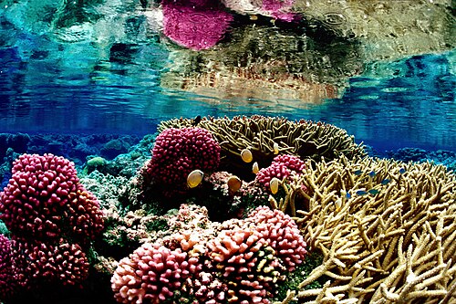 Ocean